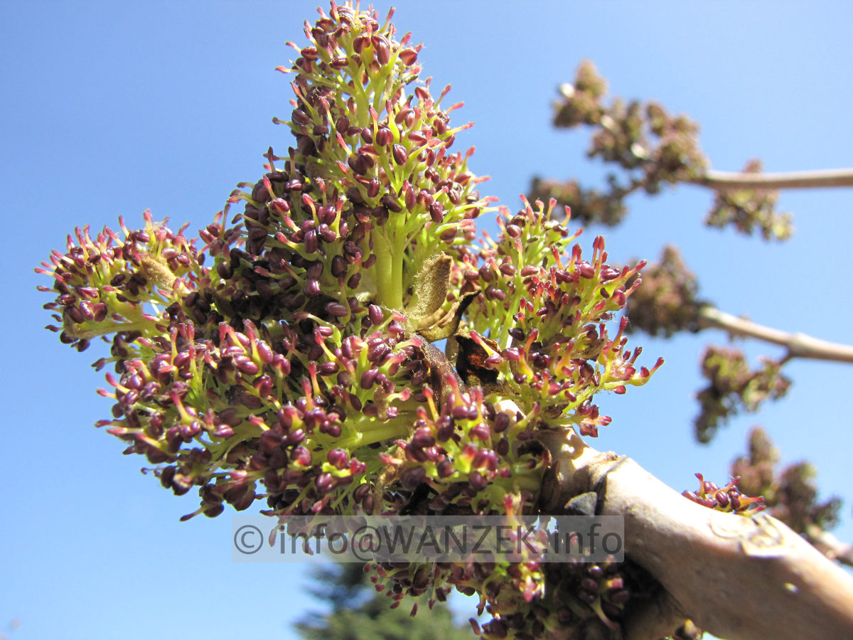 Fraxinus excelsior Jaspidea - knospige Bluete1.JPG